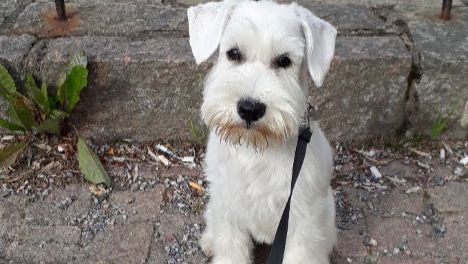 Vi är en familjär uppfödning av vita dvärgschnauzer. Vi är i uppstarten av en liten kennelverksamhet på hobby nivå. Billie födde sin första valpkull 2022-07-08.

Våra valpar växer upp i vårt hem och vårt mål är att de ska få växa upp tryggt och harmoniskt. Valparna kommer vara vana med barn och katt.

Alla valpar är:
 -reg i skk, reg bevis, chipmärkta
- avmaskade
- veterinärbesiktade
- försäkrade
- snuttefilt, egen mapp med information om valpens första tid

Vi är medlemmar till SKK Svenska Kennelklubben och Dvärgschnauzerringen. Det betyder att vi följer alla regler.

